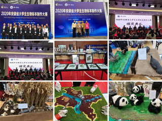 新葡京官网学生在安徽省大学生生物标本制作大赛中再创佳绩