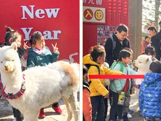 3003新葡官方网站幼儿园开展“我和羊驼交朋友”亲近自然互动体验活动